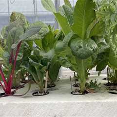 Placement and Distance from Plants in Hydroponics Gardening