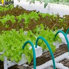 How to Set Up a Drip System for Hydroponic Gardening