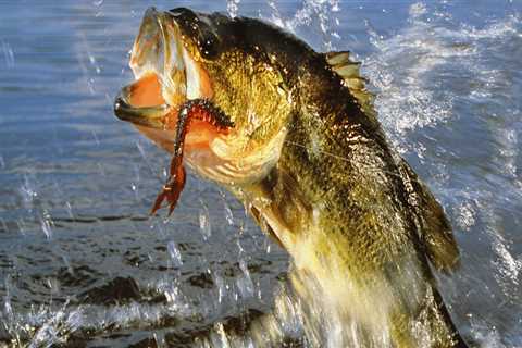 Ideal Salinity Levels for Bass Fishing in Northern VA