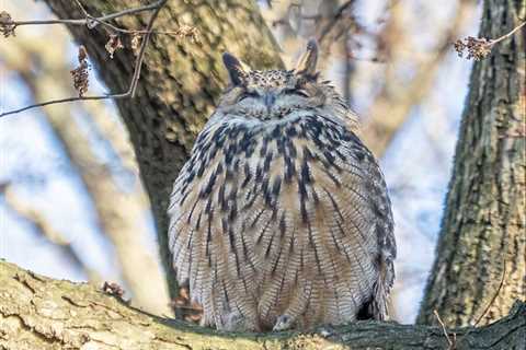 One Flew Over the Zoo