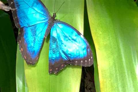 Making a Difference in Butterfly Conservation in Southwest Florida