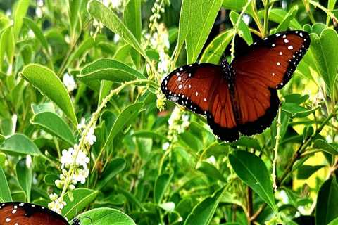 Creating a Sustainable Butterfly Garden in Southwest Florida