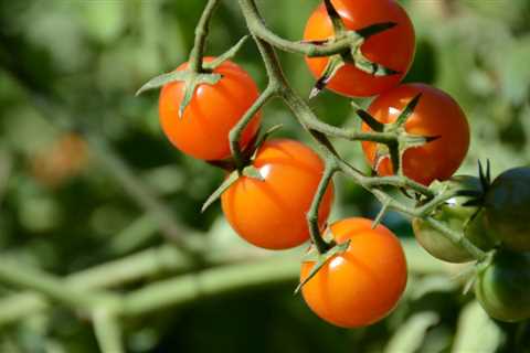 Maximize Tomato Harvest: Top 10 Organic Gardening Tips to Triple Yield