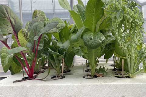 Placement and Distance from Plants in Hydroponics Gardening