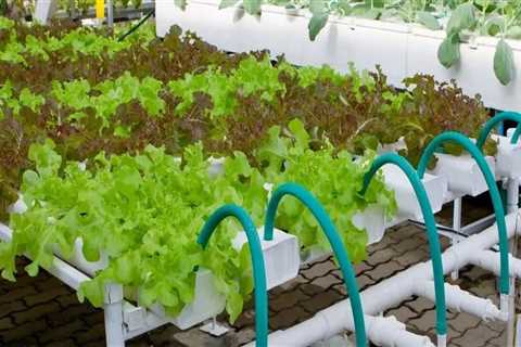 How to Set Up a Drip System for Hydroponic Gardening