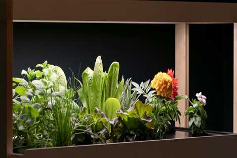 Hydroponic Systems for Small Spaces: Maximize Your Indoor Gardening Potential