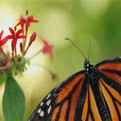 Creating a Butterfly Garden to Protect Butterflies from Extreme Weather Events in Southwest Florida