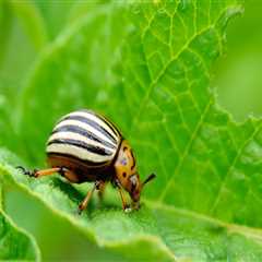 Protecting Your Garden from Pests and Diseases in Conroe, Texas