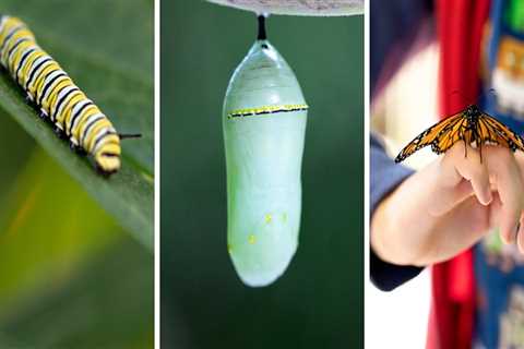 Creating a Safe and Welcoming Environment for Butterflies in Southwest Florida