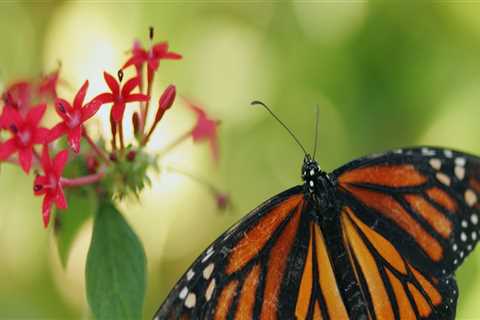 Creating a Butterfly Garden to Protect Butterflies from Extreme Weather Events in Southwest Florida