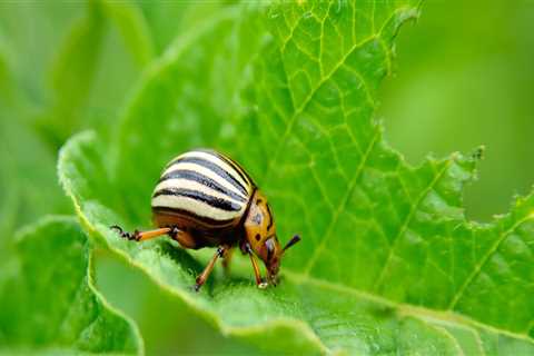 Protecting Your Garden from Pests and Diseases in Conroe, Texas