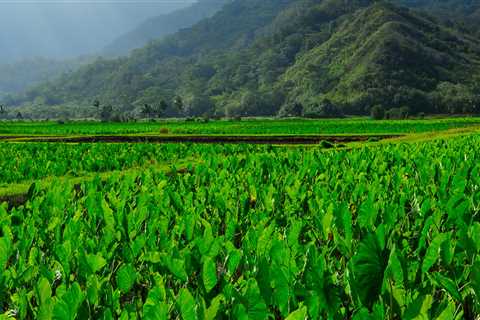 The Impact of Industrial Agriculture on Hawaii's Food System