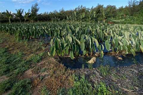 The Current State of Hawaii's Food System