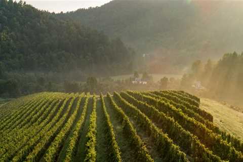 Exploring the Vineyards of Dulles, Virginia: A Culinary Journey