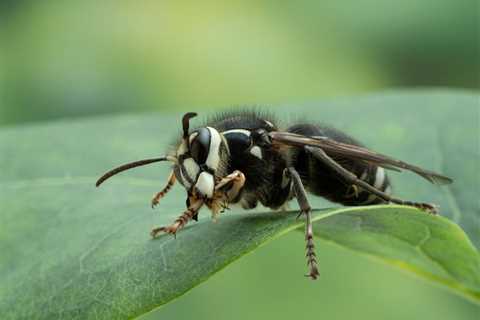 8 Common Types of Wasps in Ohio (2023 Guide)