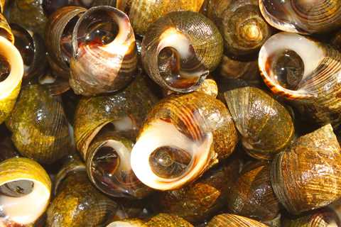 Seafood Oddities: Periwinkles