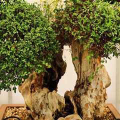 The Cultural and Spiritual Significance of Bonsai Trees in Honolulu