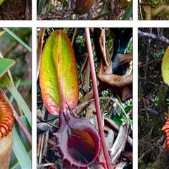 Uncovering the Medicinal Potential of Carnivorous Plants
