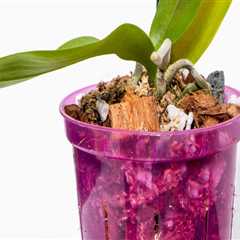 The Best Time of Year for Orchid Gardening
