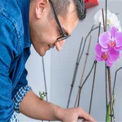 How to Properly Water Your Orchids
