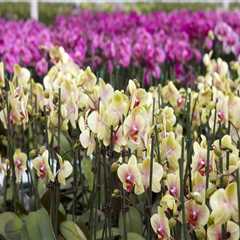 The Importance of Humidity for Orchid Gardening