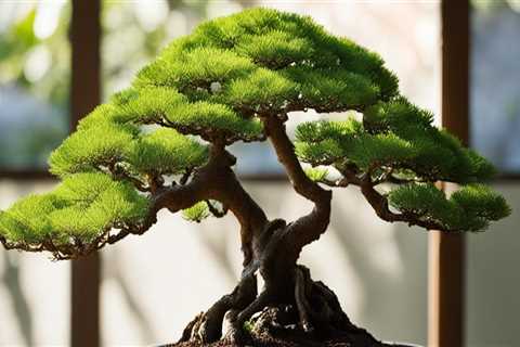 The Impact of Honolulu's Climate and Environment on Bonsai Tree Growth