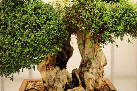 The Cultural and Spiritual Significance of Bonsai Trees in Honolulu