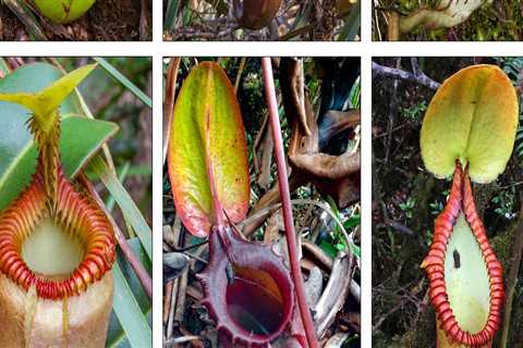 Uncovering the Medicinal Potential of Carnivorous Plants