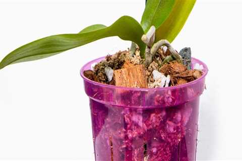 The Best Time of Year for Orchid Gardening