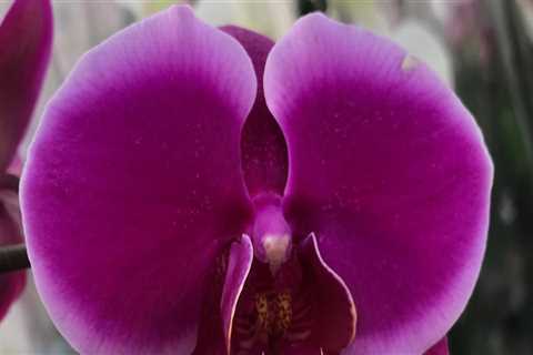 How Much Sunlight Do Orchids Need?