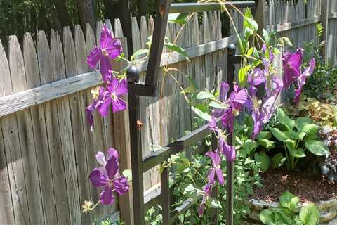 Orchid Pruning Techniques for Beautiful Blooms