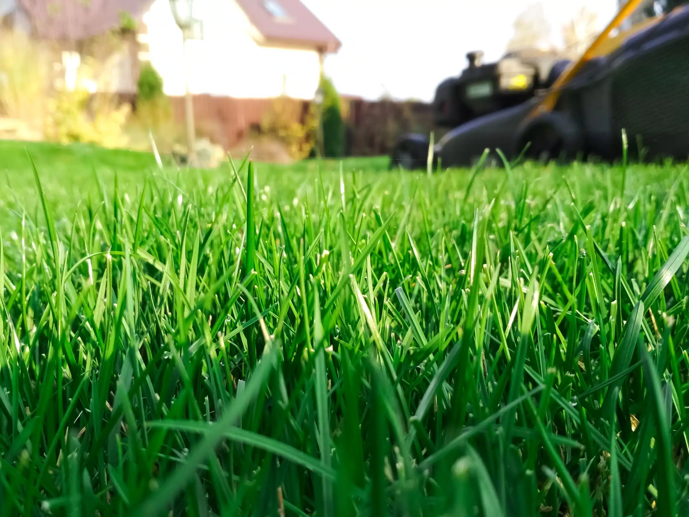 How Revive Lawn Care Products Make a Difference for Your Lawn