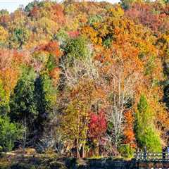 Exploring the Vibrant Exhibits in Montgomery County, MD