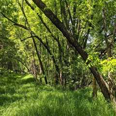 The Vital Role of Local Communities in Plant Conservation in Anoka County, MN