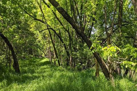 The Vital Role of Local Communities in Plant Conservation in Anoka County, MN