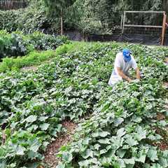 The Ultimate Guide to Gardening in King County, Washington