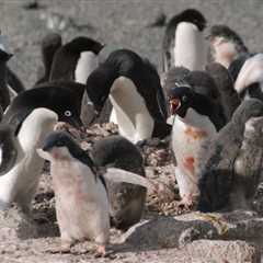 Penguin poop, the secret weapon against global warming?