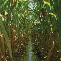 The Importance of Water Sources for Irrigation in Agriculture and Forestry in Gulfport, MS