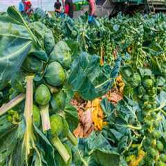 The Farm-to-Table Movement: A Game Changer for Northern California's Local Farmers and Producers