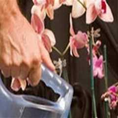 Orchid Gardening Made Easy: How A Windermere Irrigation Contractor Can Help