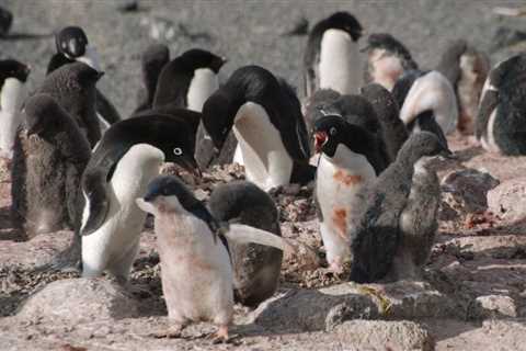 Penguin poop, the secret weapon against global warming?