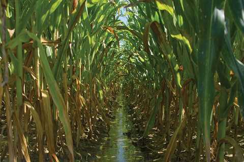 The Importance of Water Sources for Irrigation in Agriculture and Forestry in Gulfport, MS