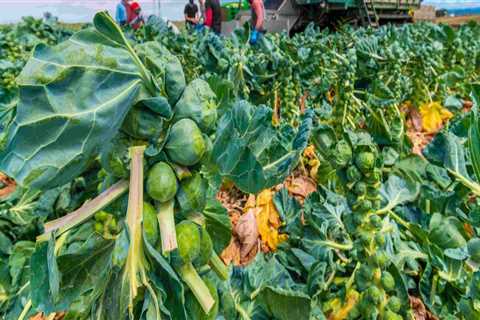 The Farm-to-Table Movement: A Game Changer for Northern California's Local Farmers and Producers