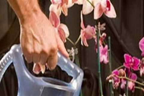 Orchid Gardening Made Easy: How A Windermere Irrigation Contractor Can Help