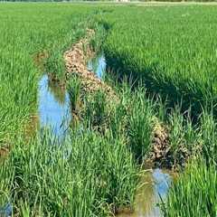 The Most Popular Crops Grown on Farms in Southern Mississippi