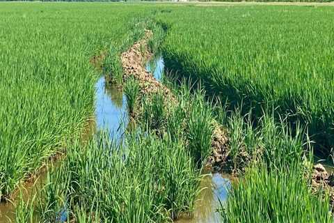 The Most Popular Crops Grown on Farms in Southern Mississippi