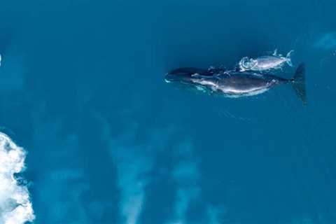 The Polar Retrospective – Successful Antarctic Citizen Science Project, Arctic Toxins and Erupting..