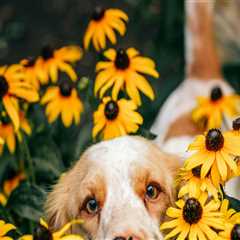Why Botanical Garden Visits Can Reduce Stress for Pets Before Grooming