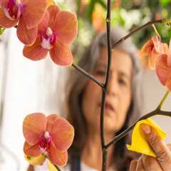 Beyond the Bloom: Appreciating the Year-Round Beauty of Orchid Care