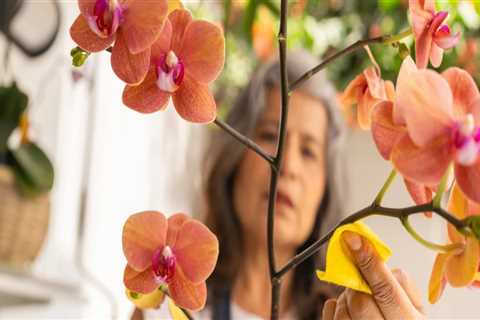 Beyond the Bloom: Appreciating the Year-Round Beauty of Orchid Care